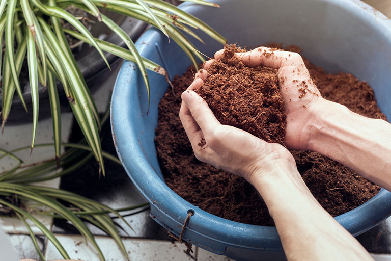 Considering the Importance of Compost in Indoor Plant Soil