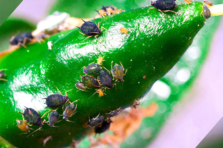 Image of a black fly infestation on a chilli plant