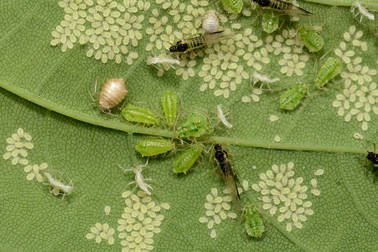 Image of greenfly infestation on a leaf