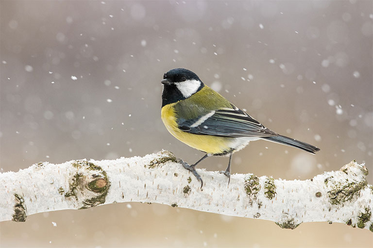 British birds, Great Tit, on a Birch branch in snow
