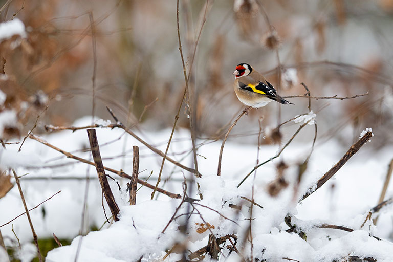 British birds, Gold Finch, on a branch in snow