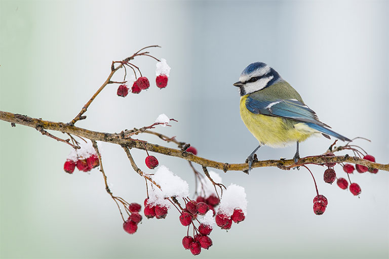 British birds, Blue Tit, on a berry filled branch in snow
