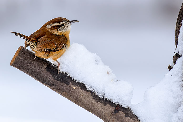 British birds, Wren on a wintery, snow covered log