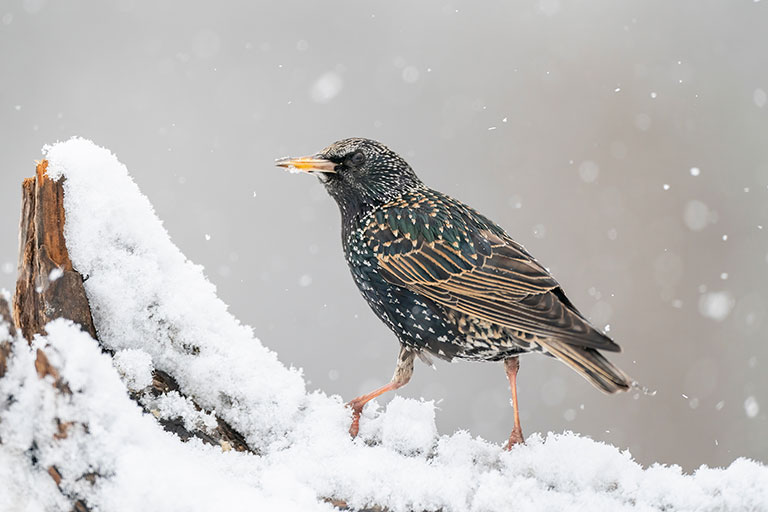 British birds, Starling on a wintery, snow covered log