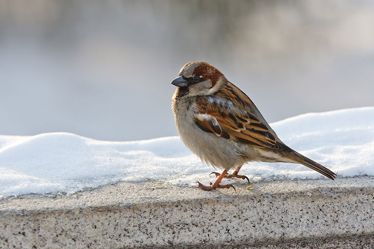 British birds, House Sparrow, on a snow covered ledge