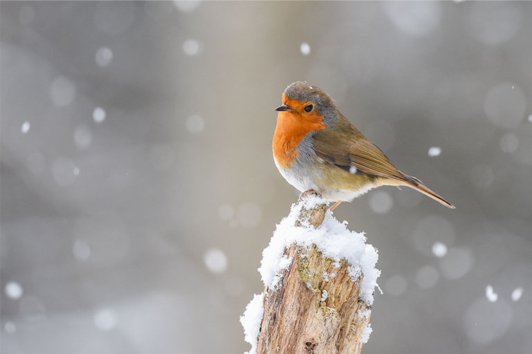 British bird, Robin, on a snow covered log
