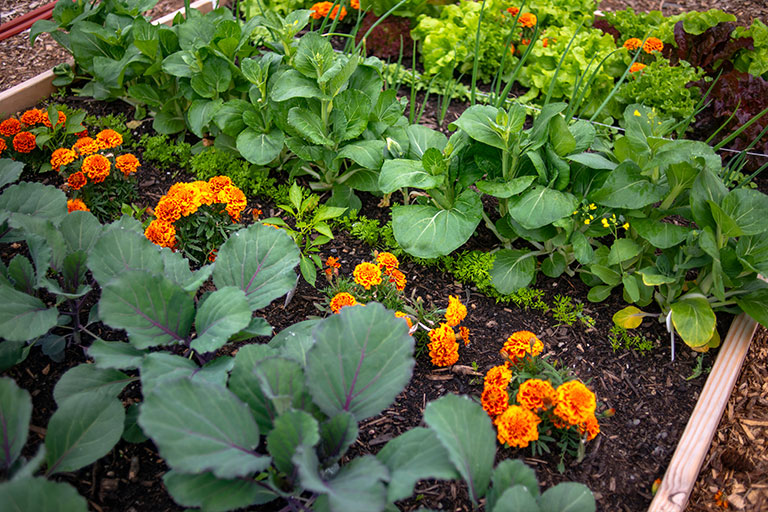 Thompson & Morgan mixed flower and vegetable garden