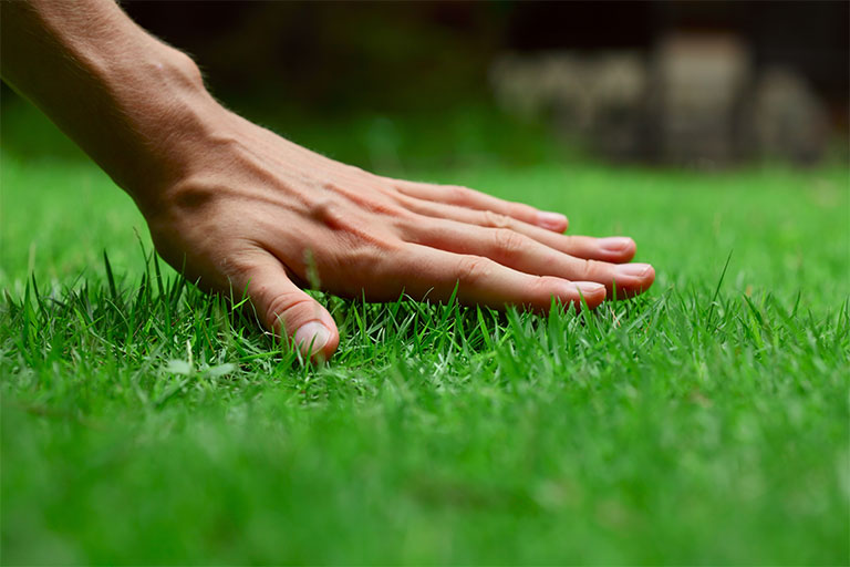 Mans hand stroking a lawn