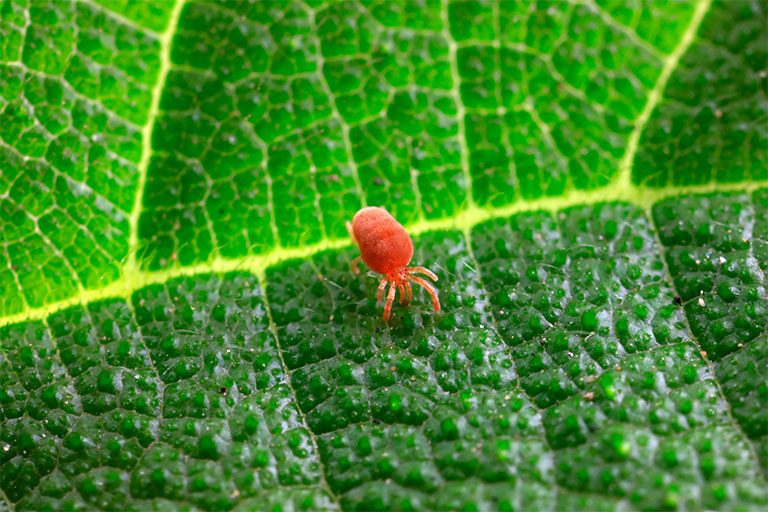 Spider mite on a green leaf
