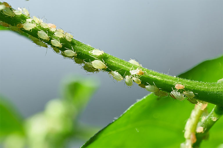 Aphid infestation on a plant stem