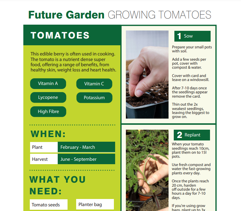 Tomato Seeds Planting Guide