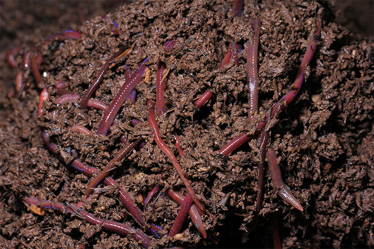 Worms in manure creating compost and worm castings