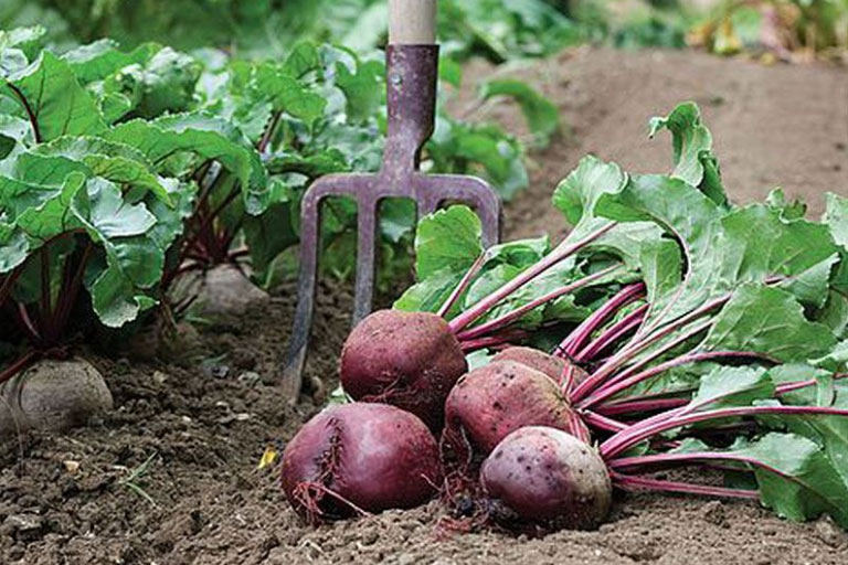 Fresh beetroot sitting on soil after being dug up