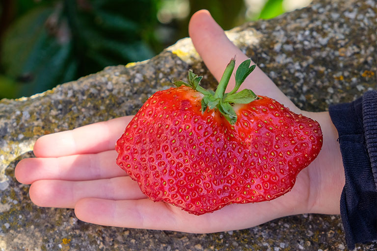 Huge strawberry in a gardener's hand
