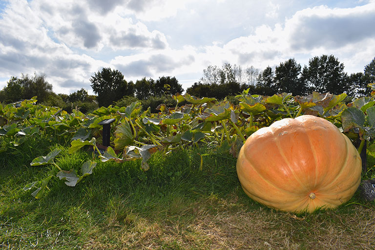 Huge giant pumpkin grown in an open field