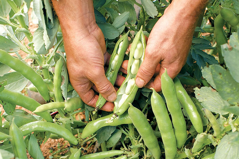 Man opening a pod of Broad Beans
