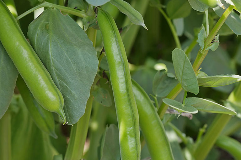 Image of Broad Bean plants and pods
