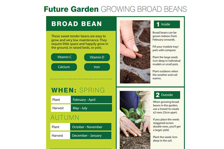 Broad bean planting guide example artwork Future Garden