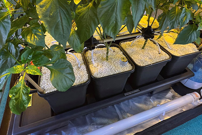 Hydroponic dripper systems with chilli plants growing in pots of perlite