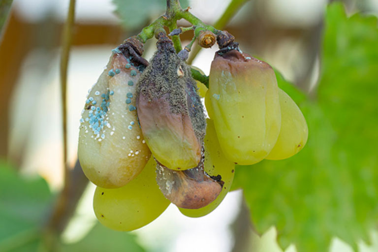 Grapes with a disease - possibly botrytis