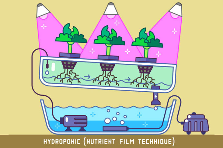 NFT (Nutrient Film Technique) hydroponic system illustration
