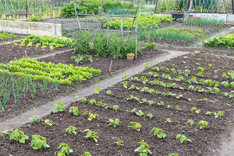 Allotment garden showing uniformly spaced plants