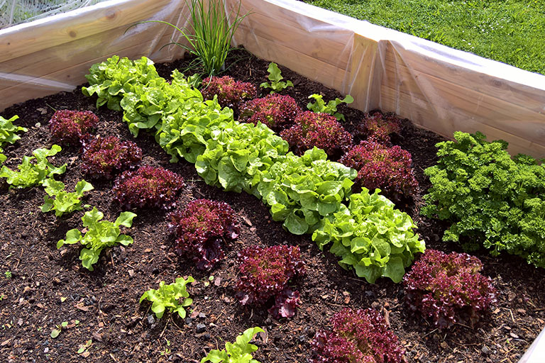 Salad plants well spaced out for the best chance of success